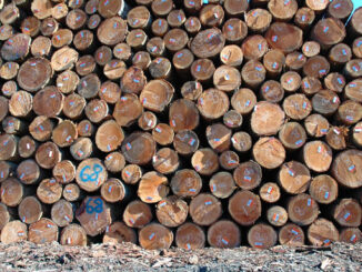 Thinning forests for health, aesthetics, to reduce fire risk or wood production produces many small-diameter logs for Oregon mills