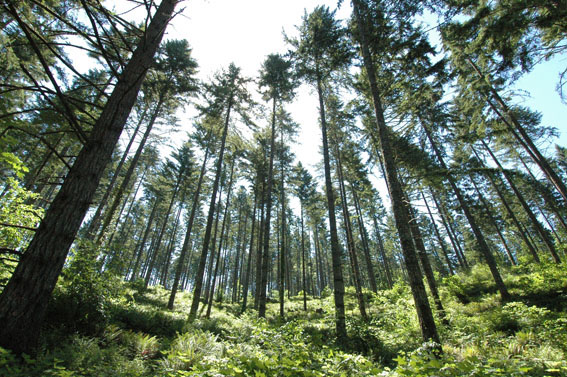 Small and large landowners alike manage some forests for specific purposes. Thinning Douglas-fir and trimming lower branches allows specialty stands to grow more quickly and produce clear wood with few knots producing wood highly desired for windows and decorative construction. Photo: Courtesy of Oregon Forest Resources Institute.