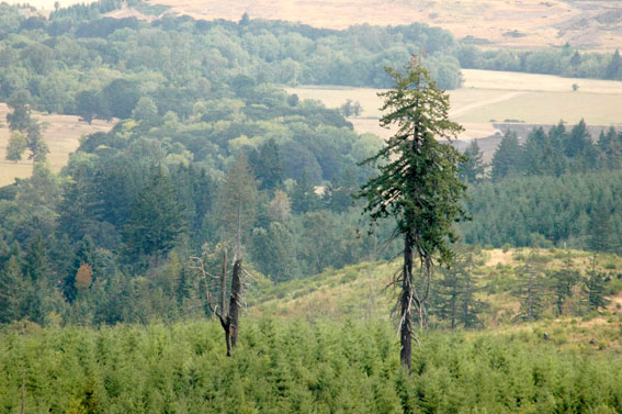 On working forestlands, the Oregon Forest Practices Act requires that some trees and snags be left behind during harvest for wildlife habitat purposes. Along with buffer zones along forest streams, road-building activities must be approved under law and water runoff after harvest from the state’s plentiful rainfall is closely monitored. Photo: Courtesy of Oregon Forest Resources Institute.