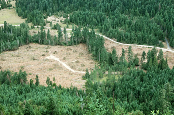 Working forests are those private lands managed primarily for wood production. In Oregon these lands are closely regulated under the Oregon Forest Practices Act to ensure that trees are replanted after harvest and that buffer zones protect forest streams. Photo: Courtesy of Oregon Forest Resources Institute.